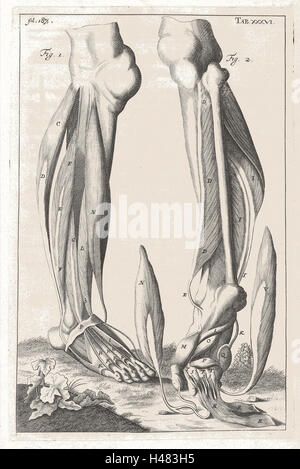 Illustrazione anatomica che mostra i muscoli della gamba e del piede Foto Stock