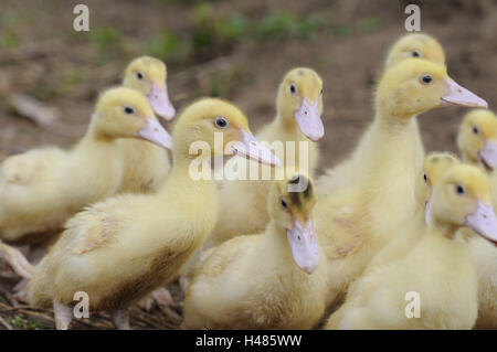 Le anatre domestiche, Anas platyrhynchos f. domestica, pulcini, Foto Stock