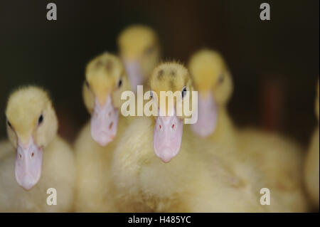 Le anatre domestiche, Anas platyrhynchos f. domestica, pulcini, ritratto, guardando la telecamera, Foto Stock