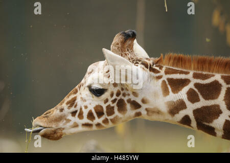 Giraffa reticolata, Giraffa camelopardalis reticulata, ritratto, vista laterale Foto Stock