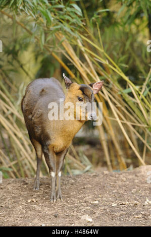 Reeves è muntjac, Muntiacus reevesi, vista frontale Foto Stock