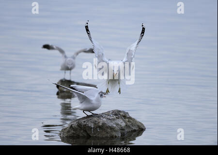 Aringa europea gabbiano, Larus argentatus, nero-headed gull, Larus ridibundus, Foto Stock