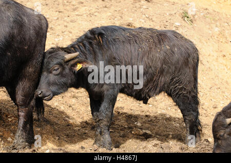 Wild Water buffalo, Bubalus arnee, vitello Foto Stock