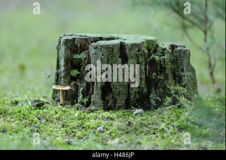 Ceppo di albero, Bruno grisette, Amanita fulva, Foto Stock