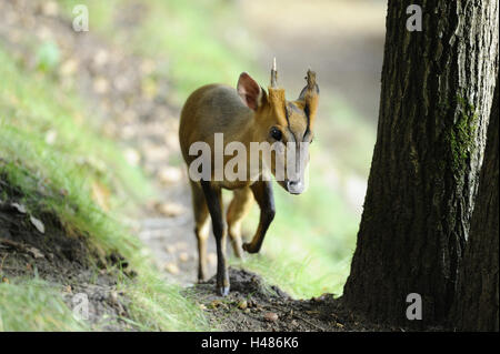 Reeves è muntjac, Muntiacus reevesi, in piedi, vista frontale, guardando la telecamera, Foto Stock