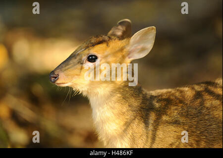 Reeves è muntjac, Muntiacus reevesi, fulvo, vista laterale Foto Stock