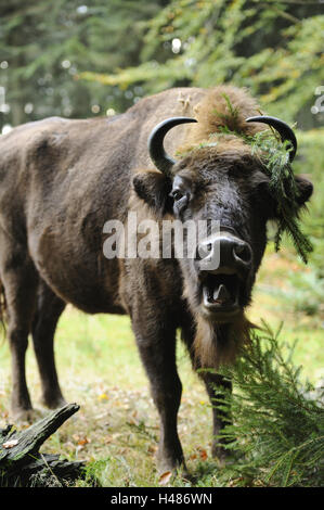Il bisonte europeo, Bison bonasus, guardando la telecamera, Foto Stock