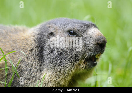 Alp marmotta, Marmota marmota, ritratto, a lato, visualizza fotocamera, Foto Stock