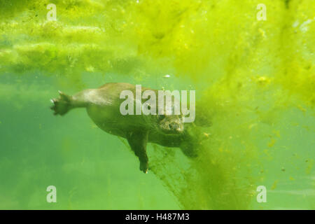 Lontra eurasiatica, Lutra lutra, subacquea, immersione Visualizza fotocamera, Foto Stock