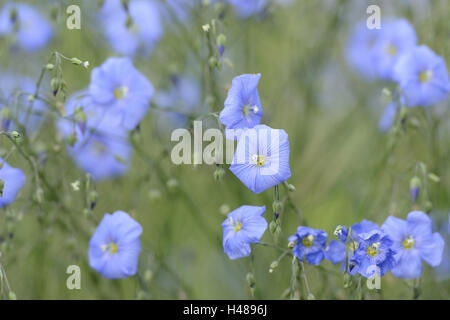 Comune di lino Linum usitatissimum, blossom, Foto Stock