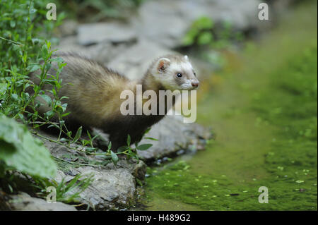 European polecat, Mustela putorius, shore, in piedi, in vista laterale Foto Stock