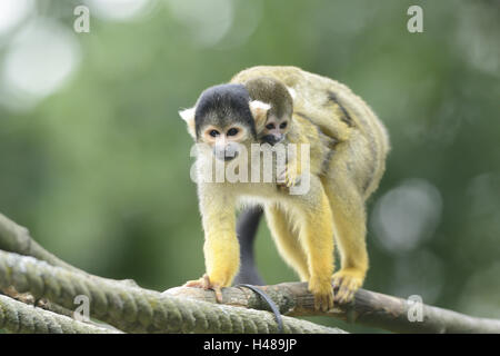 Comune di scimmie scoiattolo, Saimiri sciureus, madre animale, giovane animale, pibbyback, Foto Stock