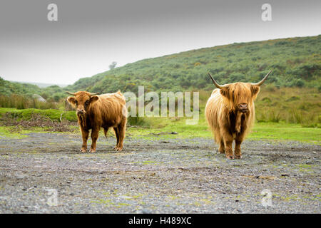 Highland coo (Scozia vacca) nel Parco Nazionale di Dartmoor nel Devon, Inghilterra, Regno Unito Foto Stock