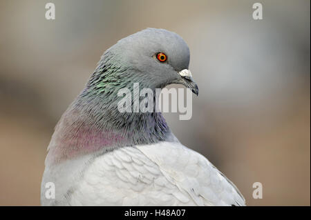 Città pigeon, ritratto, Foto Stock