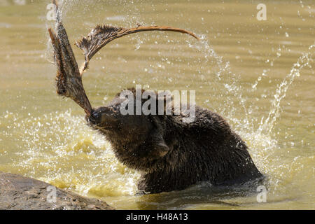 Orso bruno, preda, acqua, Foto Stock