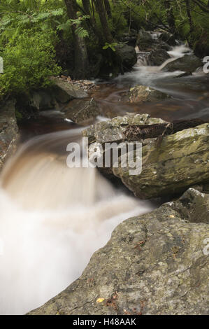 Belgio, Hautes Fagnes, Hautes Fagnes, Tros Marets brook, Foto Stock