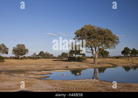 Lo Zimbabwe, regione di Matabeleland north, Parco Nazionale di Hwange, foro per l'acqua, Foto Stock