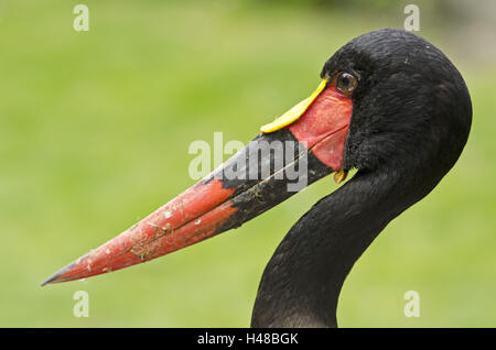 Sella-bill stork, Ephippiorhynchus senegalensis, ritratto, vista laterale Foto Stock