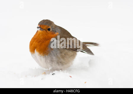 Robin in neve con arruffare fino piume Foto Stock