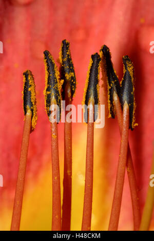 Fire lily, blossom, polvere navi, vicino, Foto Stock