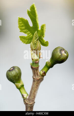 Vile, Ficus carica, Bud, la lamella, ramo, verde Foto Stock