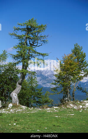 La Slovenia, il parco nazionale del Triglav, bird's area, visualizzare dot, panorama di montagna, riserva naturale paesaggio di montagna, montagne, montagne, Hochgebirge, bird's area, bird's summit, legno di montagna, natura deserta, Foto Stock