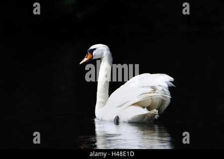 Gobba swan, Cygnus olor, nuotare, vista laterale Foto Stock