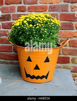 Un fiore di zucca pot decorare il prato di un Long Island home. Foto Stock