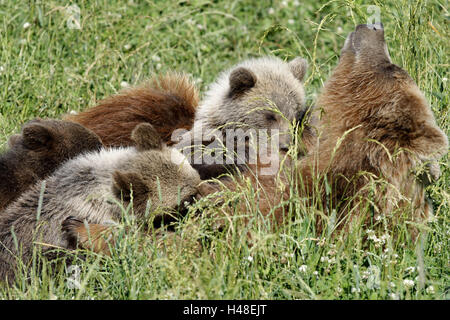 Orso bruno, Ursus arctos, madre animale, animali giovani, infermiere, Foto Stock