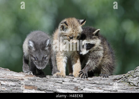 Racoon, Procione lotor, gelato, fox fox polare, Alopex lagopus, Canada, Lynx Lynx canadensis, animali giovani, tronco, Foto Stock