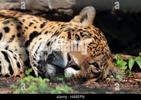 Jaguar, ritratto, paesaggio, formato big cat, mammifero, animale selvatico, animale, giacciono, riposo, Foto Stock