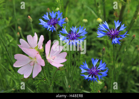 Dwarf mallow, Fiordaliso, centaurea cyanus, Malva neglecta, impianti di malva, fiori, dwarf mallow, fiorisce, Malva, Rosa, close-up, Foto Stock