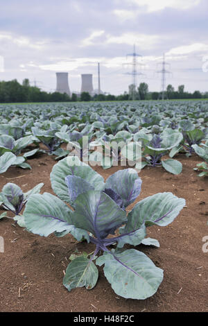 Germania, bassa Franconia, la centrale nucleare di Grafenrheinfeld (città), campo di cavolo cappuccio, Foto Stock