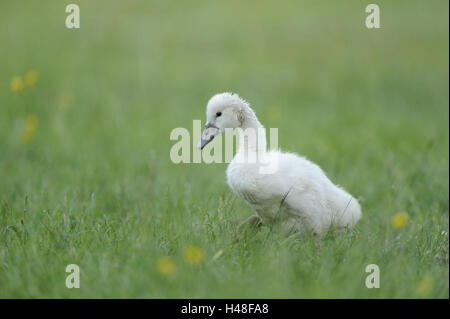 Cigno, Cygnus olor, pulcino, Foto Stock