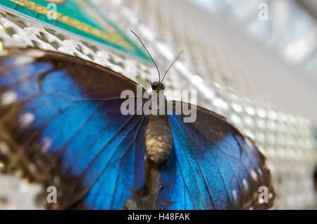 Butterfly, viola l'imperatore, Apatura iris, Foto Stock