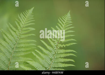 Felce maschio, Dryopteris filix-mas, Foto Stock