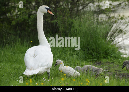 Cigni, Cygnus olor, vecchio animale con i pulcini, Foto Stock