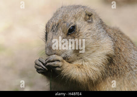 Nero-tailed cane della prateria, Cynomys ludovicianus, ritratto, guardando la telecamera, Foto Stock