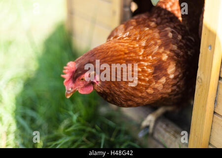 Polli ruspanti, Lincolnshire, Inghilterra Foto Stock