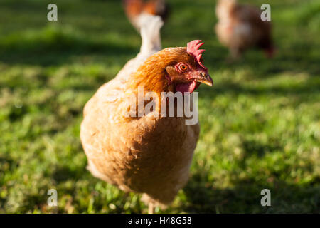 Polli ruspanti, Lincolnshire, Inghilterra Foto Stock