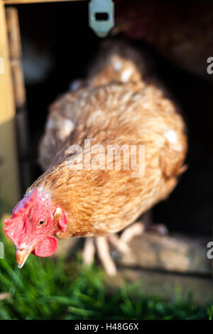 Polli ruspanti, Lincolnshire, Inghilterra Foto Stock