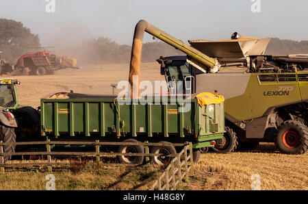 Claas Lexion Combine Harvester, Hertfordshire, Inghilterra Foto Stock