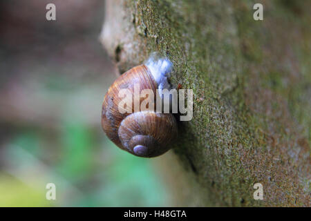 Lumache commestibili in stato di ibernazione Foto Stock