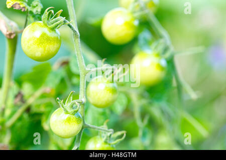 Verde pomodori ciliegia sotto la luce diretta del sole, Foto Stock