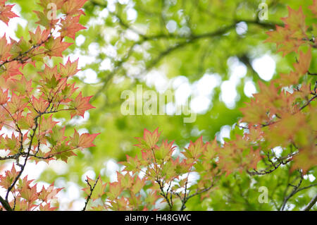 Siebolds acero, foglie, Foto Stock