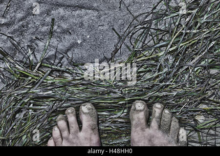 Piedi su erba di mare sulla spiaggia, vicino, dettaglio, Foto Stock