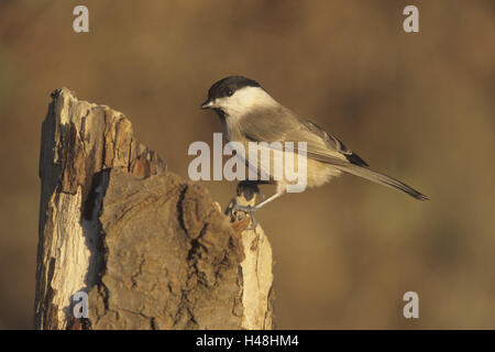 Marsh cincia, Parus palustris, tronco, Foto Stock