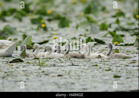 Cigni, Cygnus olor, pulcini, Foto Stock