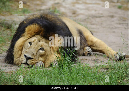 Leone asiatico, Panthera leo persica, maschio, guardando la telecamera, Foto Stock