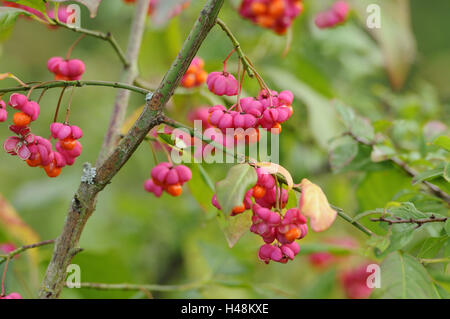 Mandrino europea, Euonymus europaeus, blossom, Foto Stock